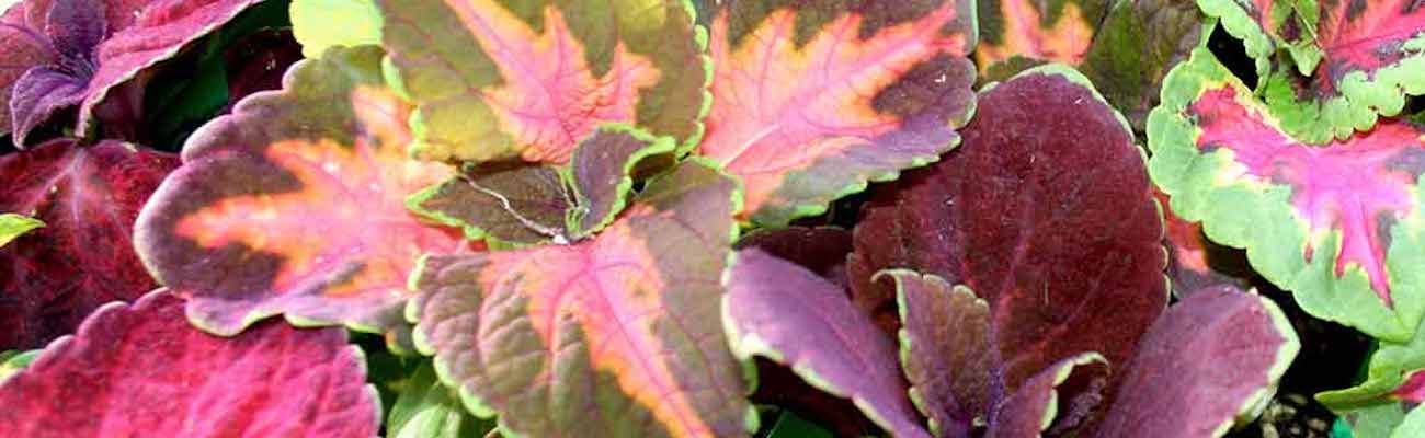 Coleus 'Rainbow Mix' from Suttons