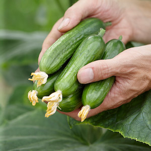 'Cucumber ‘Baby Rocky’ from Suttons