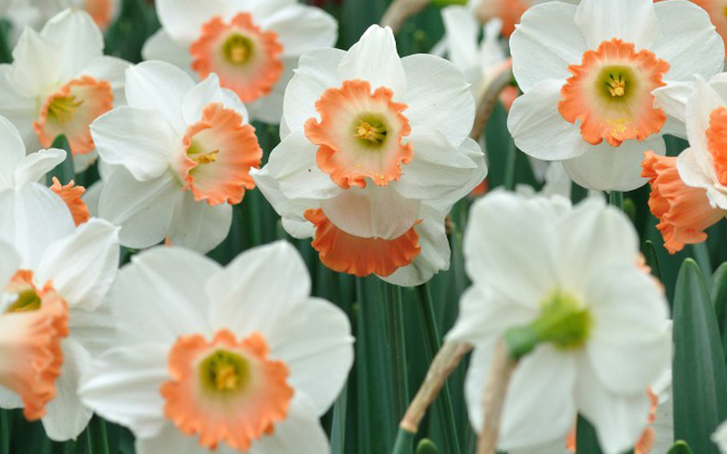 Daffodil ‘Passionale’ from Suttons (New)