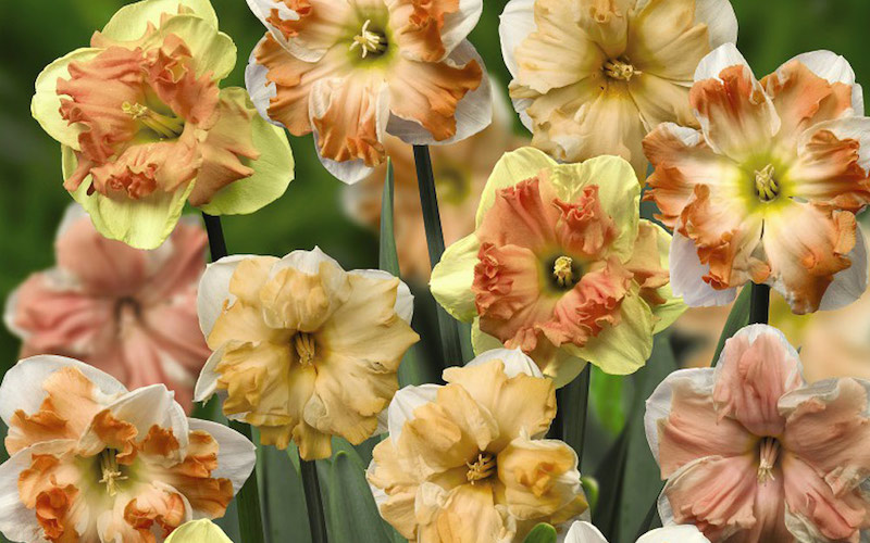 Daffodil ‘Rainbow Butterflies Mixed’ from Suttons