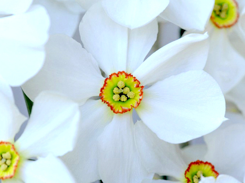 Daffodil Sagana Bulbs from Suttons