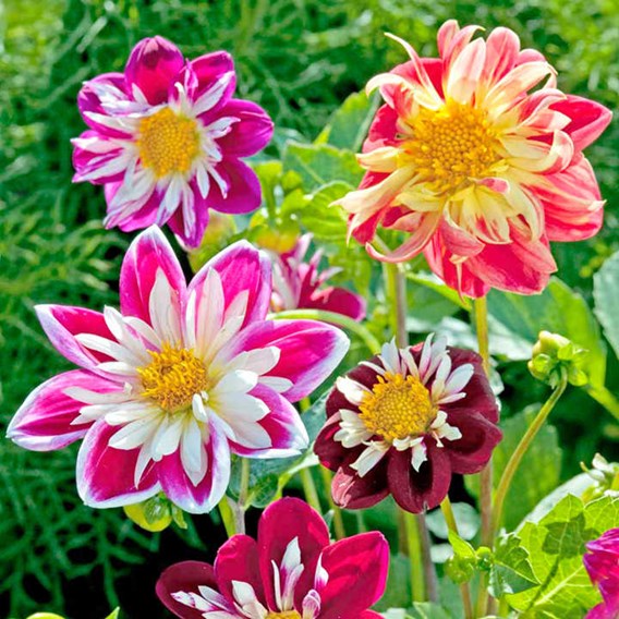 Dahlia Seeds 'Yankee Doodle Dandy' from Suttons