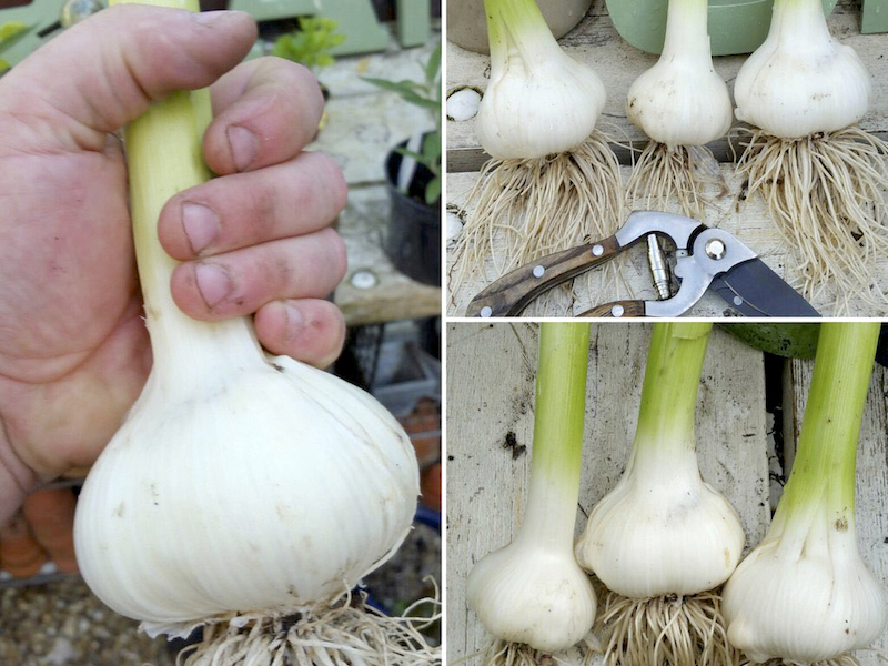 Three pictures of the size of elephant garlic