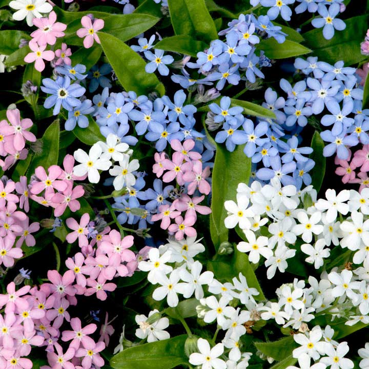 Forget-Me-Not 'Mon Amie Mixed' from Suttons