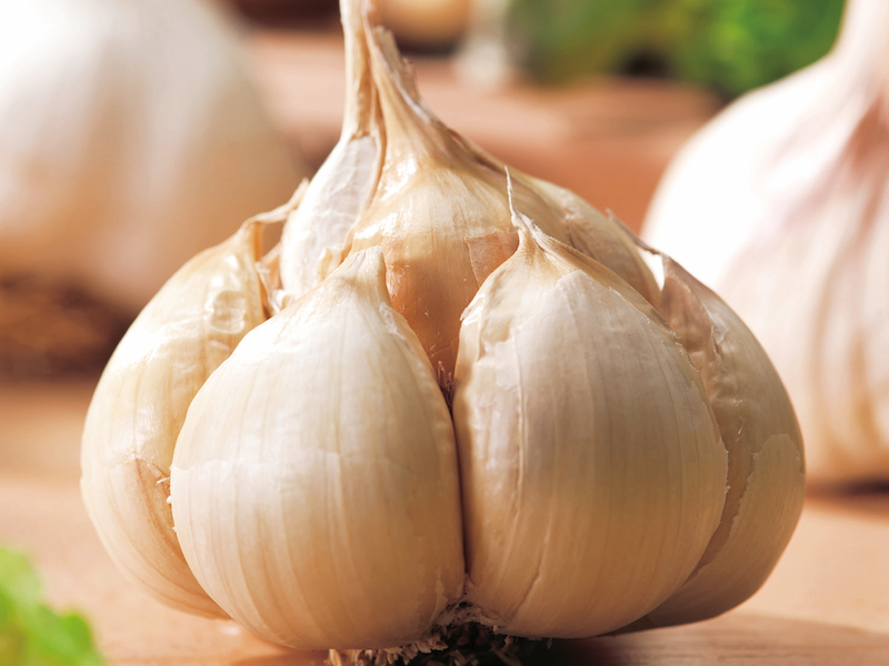 Garlic 'Messidrome' from Suttons