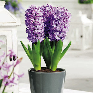Indoor hyacinth 'Splendid Cornelia' from Suttons