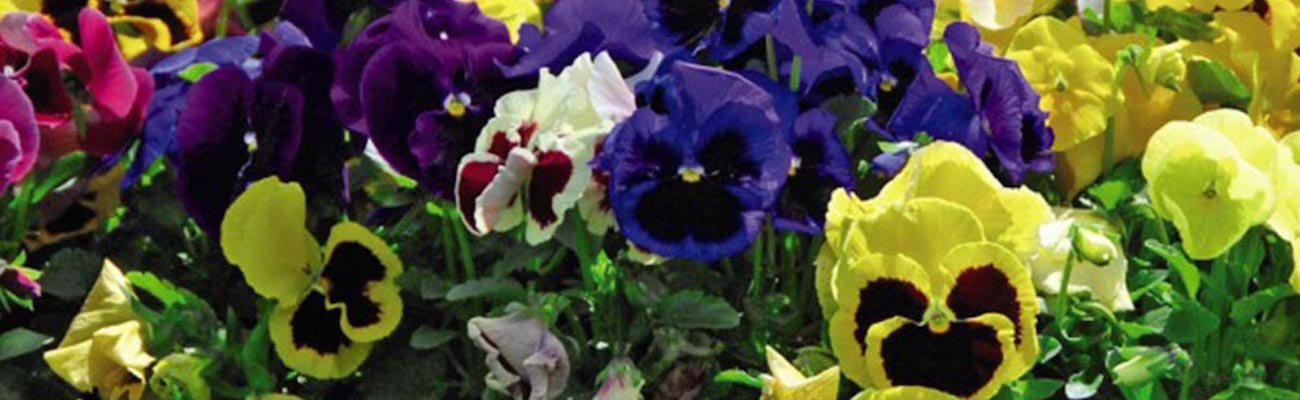 Pansy plants 'Matrix Mixed' from Suttons