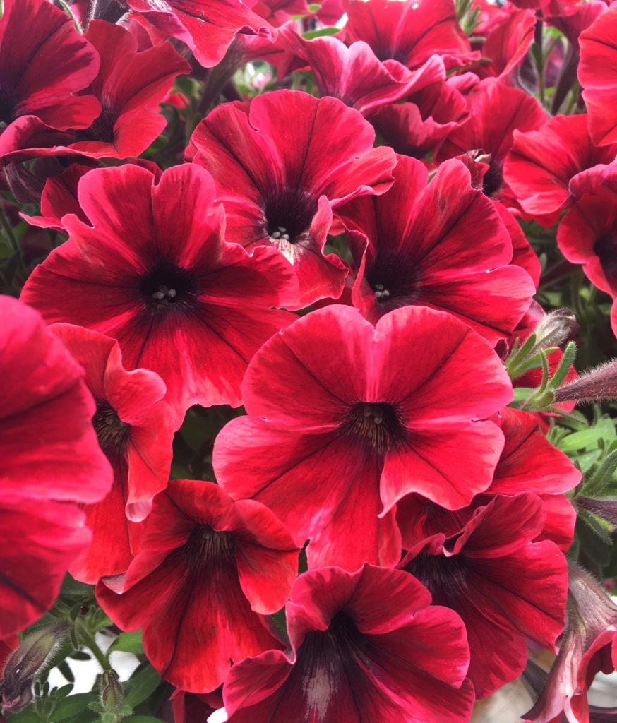Red Petunia Fiona Flash from Suttons