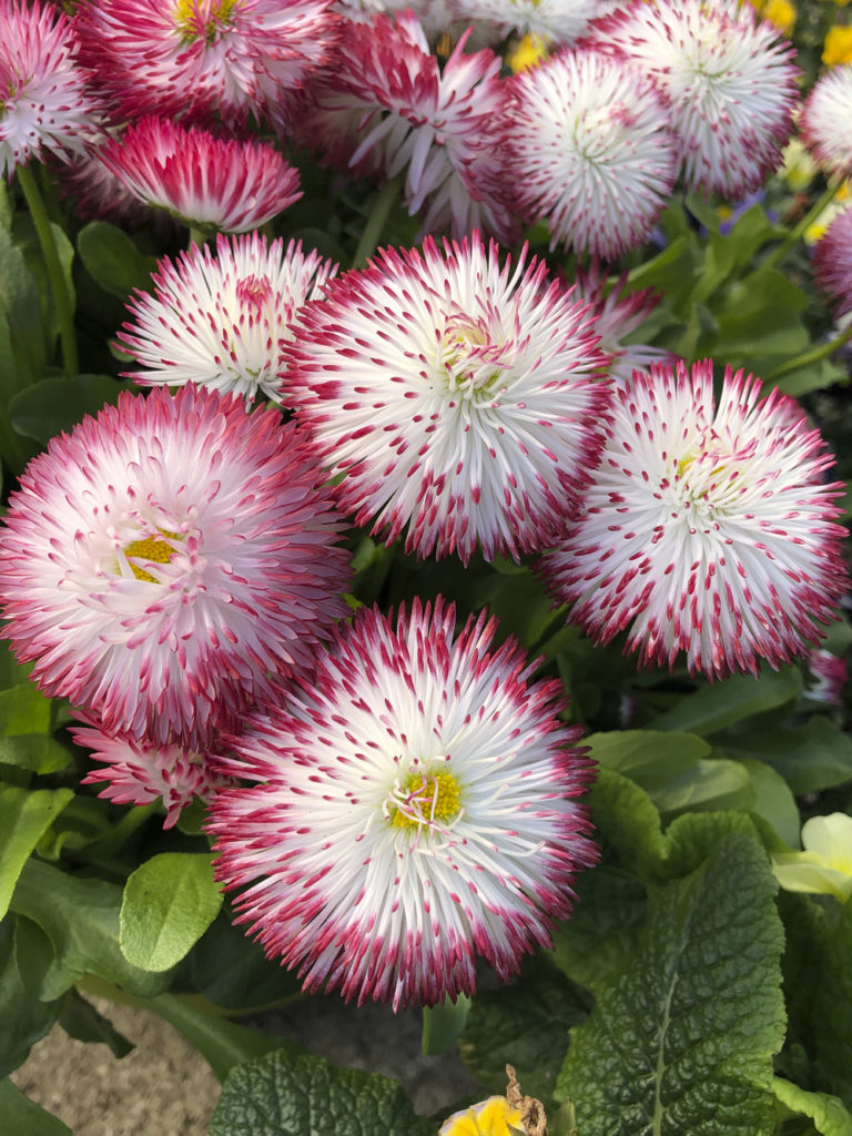 Image: Bellis 'Bellisima Mixed' from Suttons