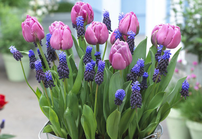 Plant-O-Tray Tulip Purple Prince & Muscari Latifolium from Suttons