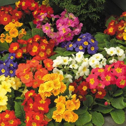 Polyanthus 'Spring Fever' from Suttons