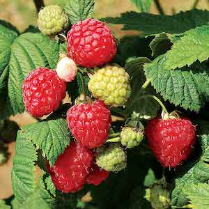 Raspberry bare root plants (all season collection)