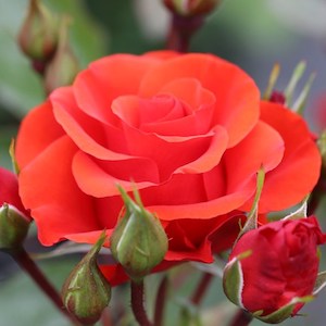 Rose 'Precious Love' from Suttons Seeds