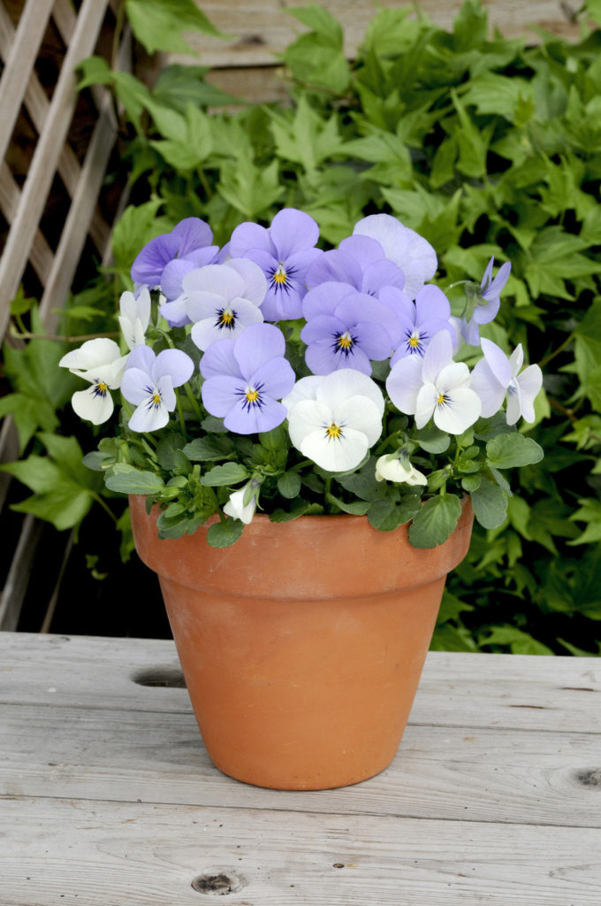 Purple and white Viola 'Yesterday, Today & Tomorrow' from Suttons