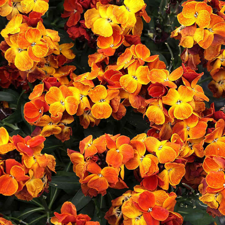 Red, yellow & orange Wallflower 'Sugar Rush' from Suttons