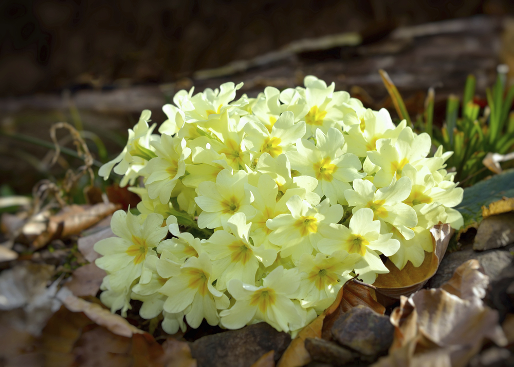 Image: Primula vulgaris - Wild Primrose from Suttons