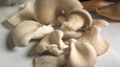 Best expert advice on how to grow mushrooms