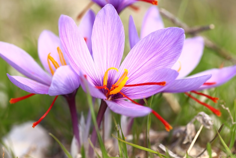 Purple saffron crocus