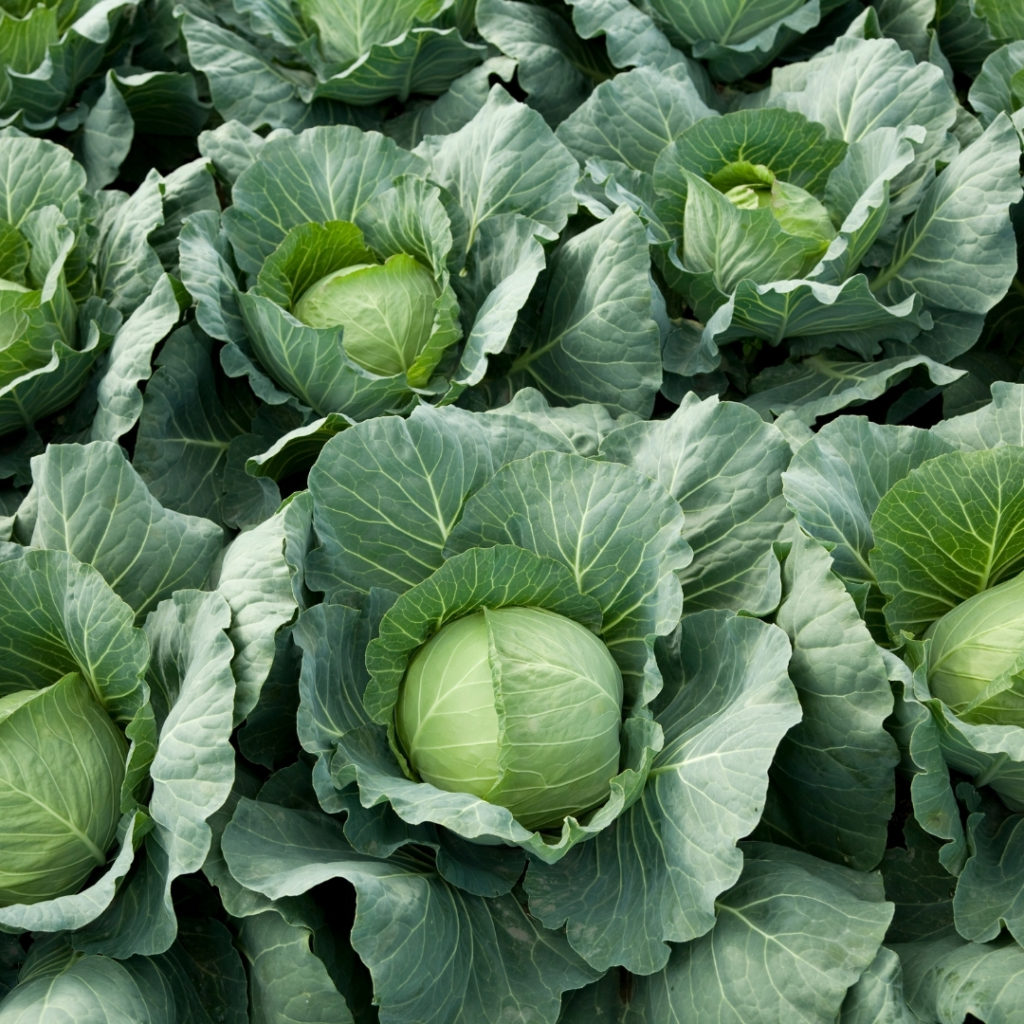 Top September Allotment Tips