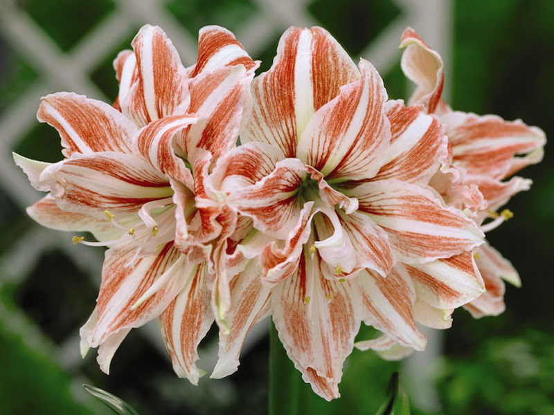Amaryllis 'Dancing Queen' from Suttons