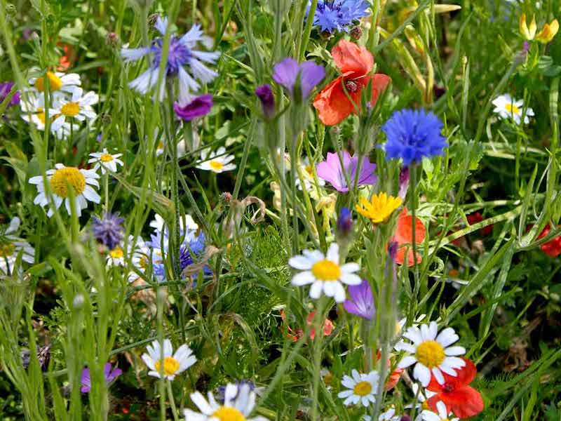 Colourful Annuals Mix Seeds from Suttons