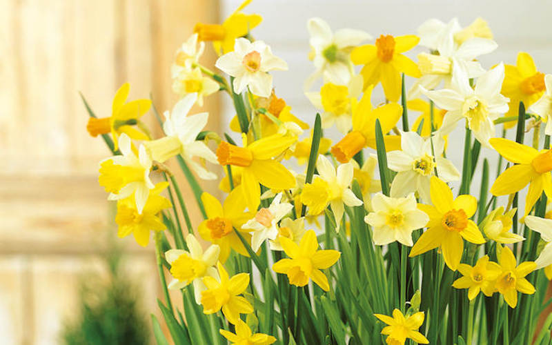 Daffodil 'Miniature Mixed'