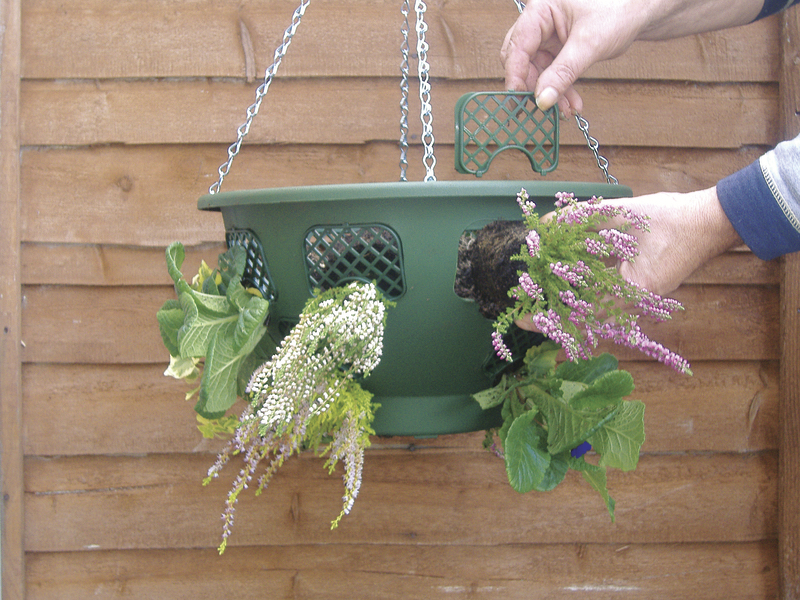 person feeding roots of hanging basket plants through basket
