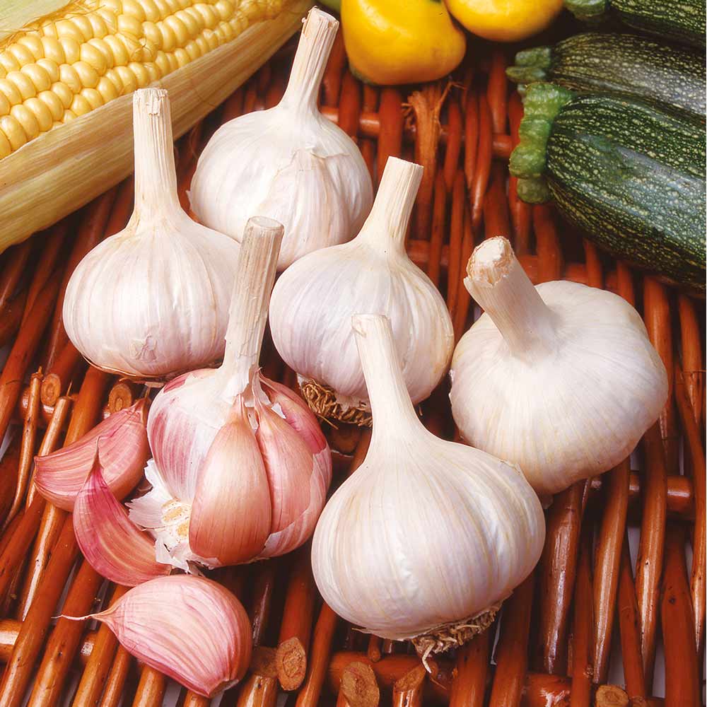 Garlic 'Flavour' from Suttons