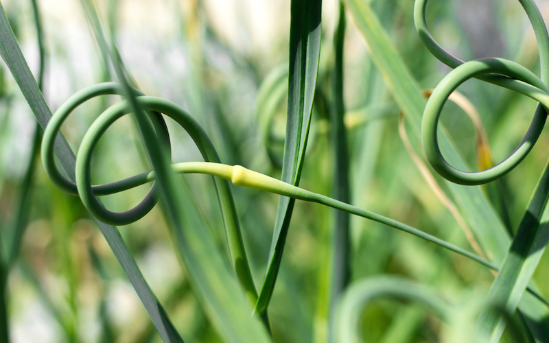 Garlic plants spiralling and growing
