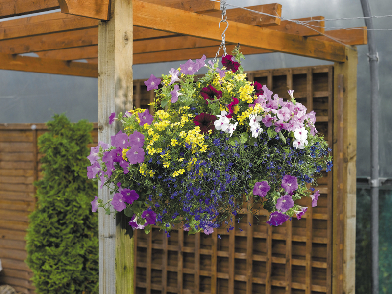 Hanging baskets with various flowers 