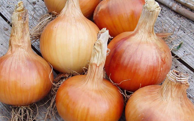Onion seeds ‘F1 Santero’ from Suttons