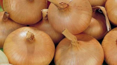 How to grow onions