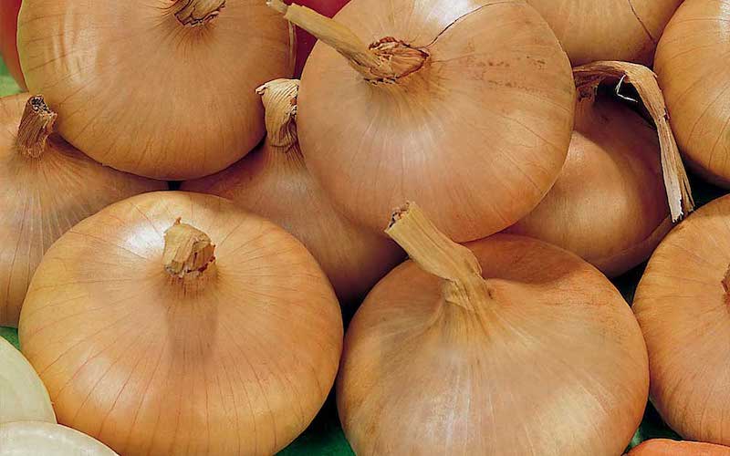 Onion 'Stuttgarter' from Suttons