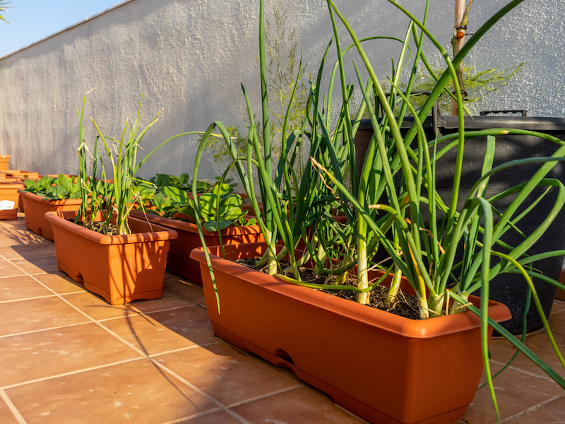 planting garlic containers