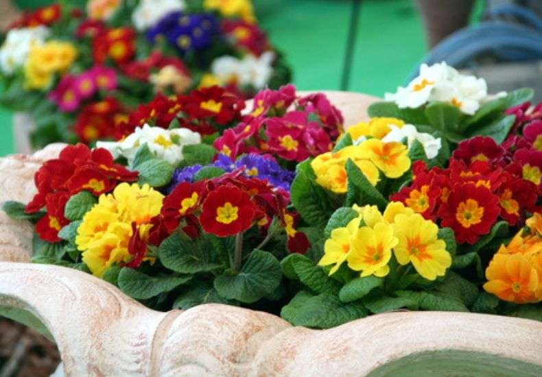 ‘Springtide Mix’ primrose