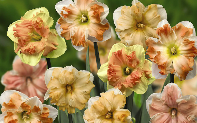 Daffodil Rainbow Butterflies Mixed from Suttons