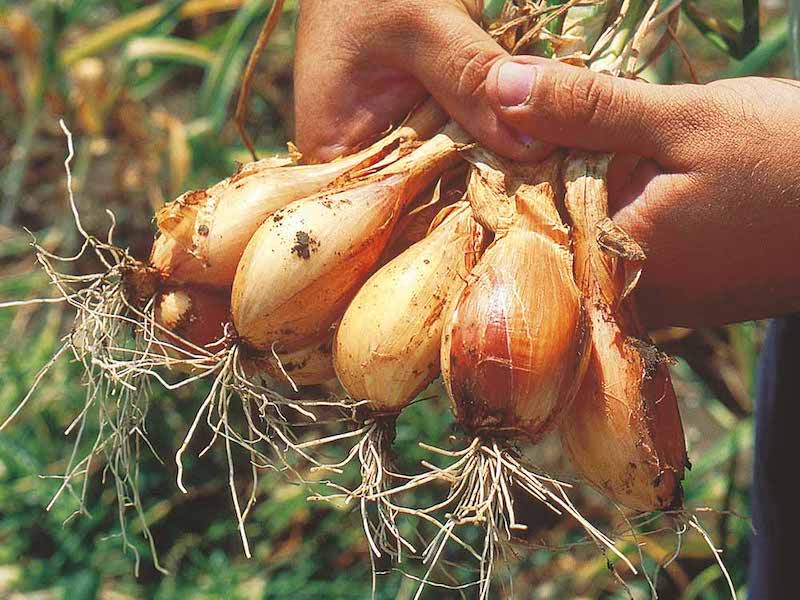  Shallots, 5 Pound, Freshly Harvested, Large to Medium