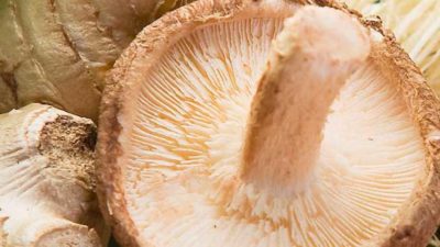 How to grow your own marvellous mushrooms