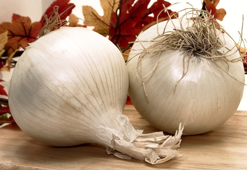 Two white onions