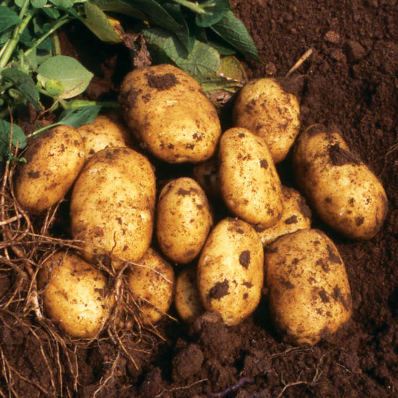 Seed Potatoes - Blight Tolerant Collection from Suttons
