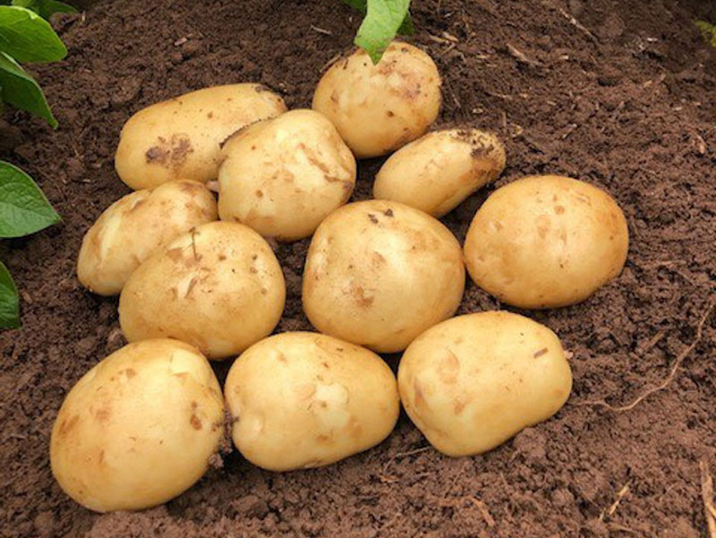 Seed Potatoes - Acoustic (Maincrop) from Suttons