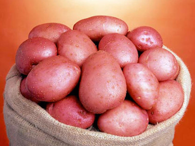 Seed Potatoes ‘Setanta’ from Suttons