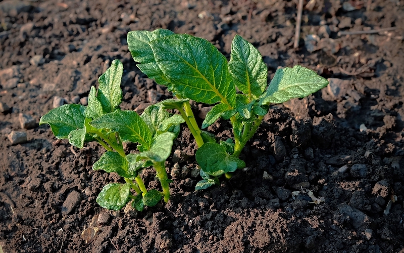 Potato shoots growing out of ground