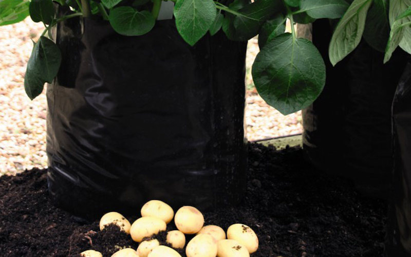 Potato growing bag from Suttons