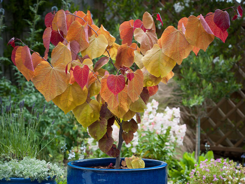 Cercis ‘Eternal Flame’ from Suttons