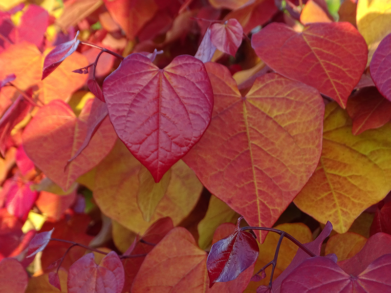 Red heart shaped leaf of Cercis ‘Eternal Flame’ from Suttons 