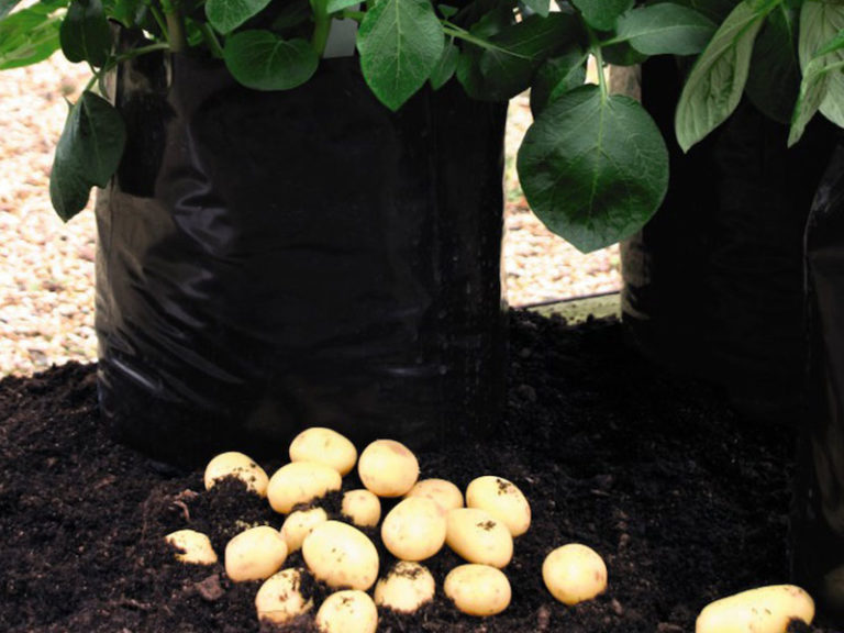 20210921_suttons_potato_grow_bags Suttons Gardening Grow How