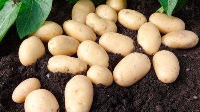 Everything you ever wanted to know about potatoes