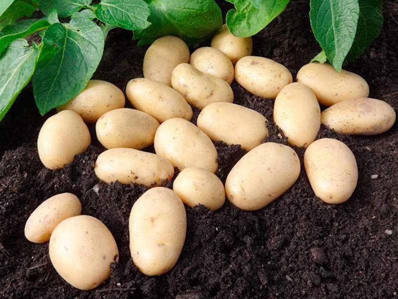 Seed potatoes - Jazzy 1KG from Suttons