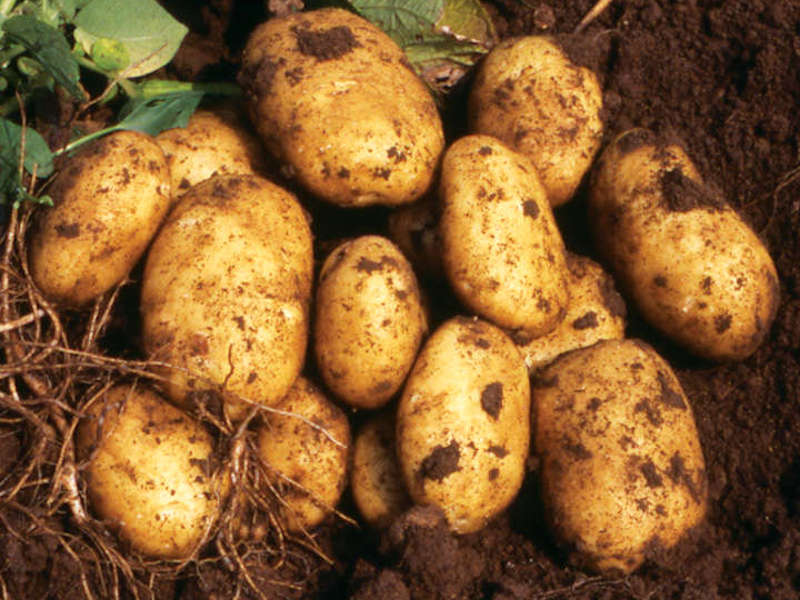 Potato ‘Nicola’ from Suttons